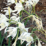 Mancaversa pancratium maritimum2