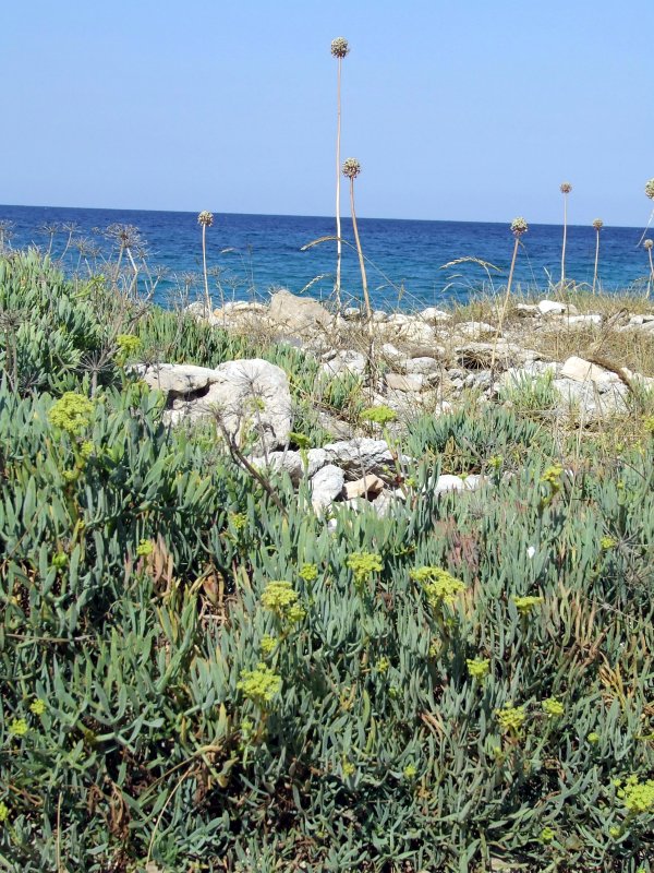 Agosto: il finocchio di mare