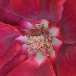 cuor di rosa