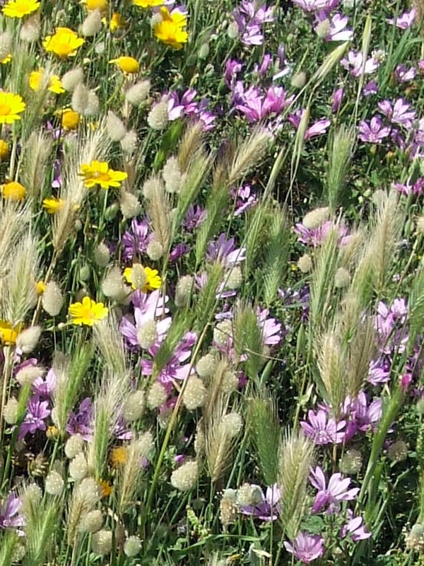 Fiori di maggio