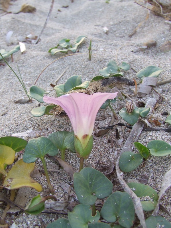 Giugno, campanula versicolor e calystegia soldanella