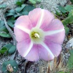 fiore campanula