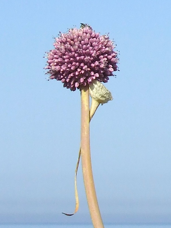 Febbraio, allium ampeloprasum ovvero il delicato porro selvatico