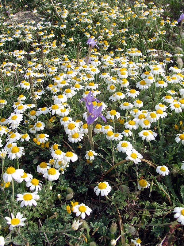 Maggio, iris sisyrinchium