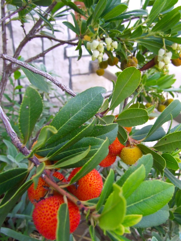 Dicembre, il corbezzolo