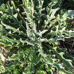 matthiola bicornis  febbraio