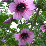 fiori malva