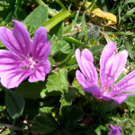 fiori malva piccola