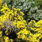 ginestra spinosa rosmarino marzo