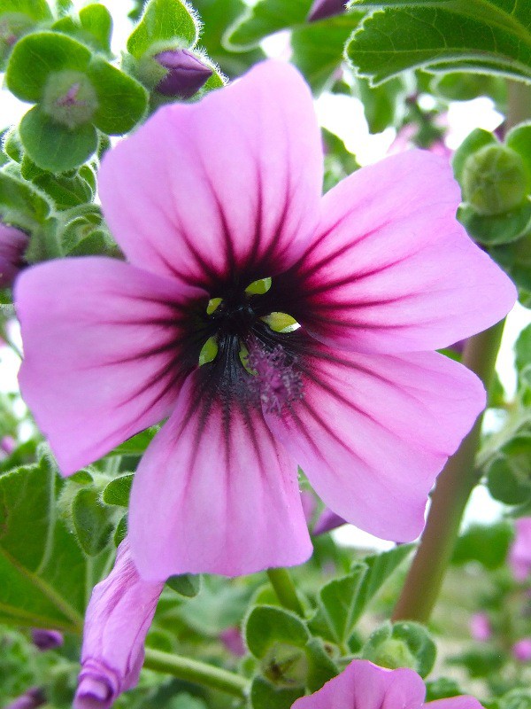 Marzo: la malva omnimorbia