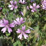 malva strisciante