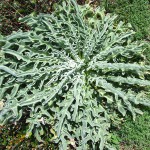 matthiola bicornis marzo