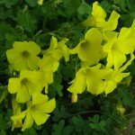 oxalis pes-caprae