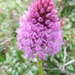 Anacamptis rosa