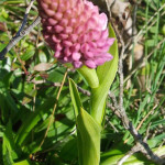 Gymnadenia rosa