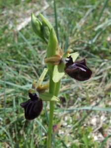 Ophrys incubacea Pizzo 1 aprile