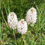 anacamptis bianche