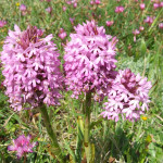 tre anacamptis piramidalis