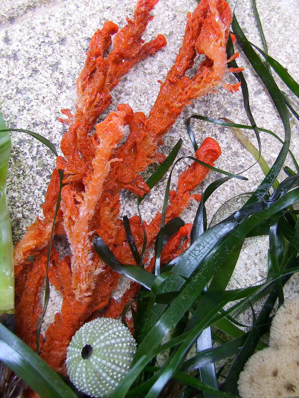 Le grandi praterie del mare: la posidonia