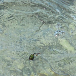 frutto posidonia in mare