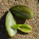 frutto posidonia sabbia