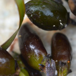 olive di mare