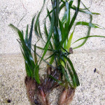 posidonia