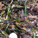 posidonia sulle rocce