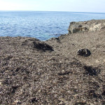 posidonia verso il Pizzo