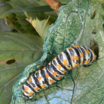 bruco macaone su datura