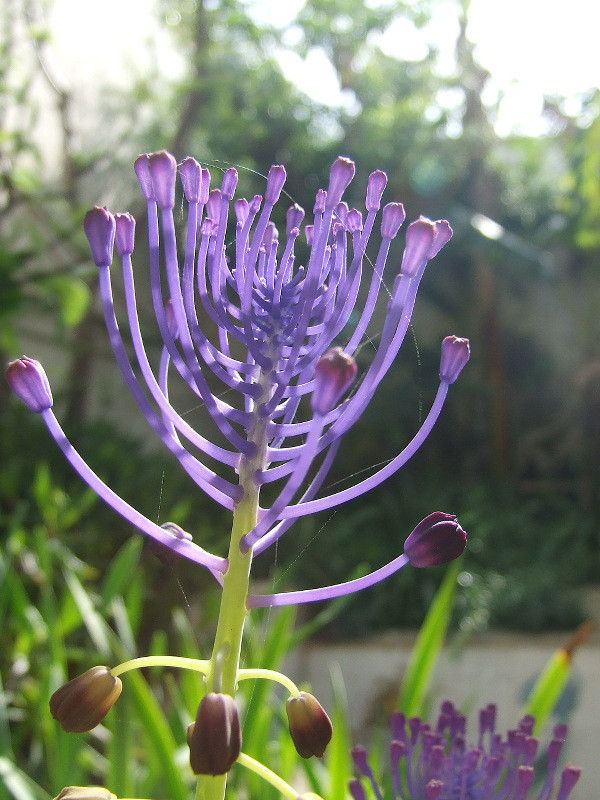 Aprile : il vessillo blu della golosità