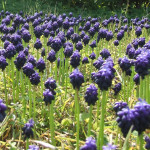 febbraio muscari armeniacum