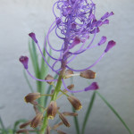 muscari comosum