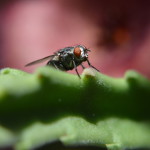 mosca su asclepiacea