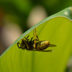 vespa sotto foglia