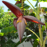 apice fiori banano