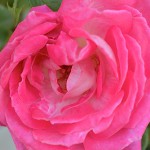 rosa Racale